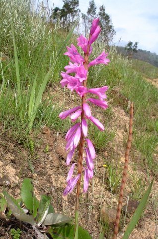 Watsonia confusa